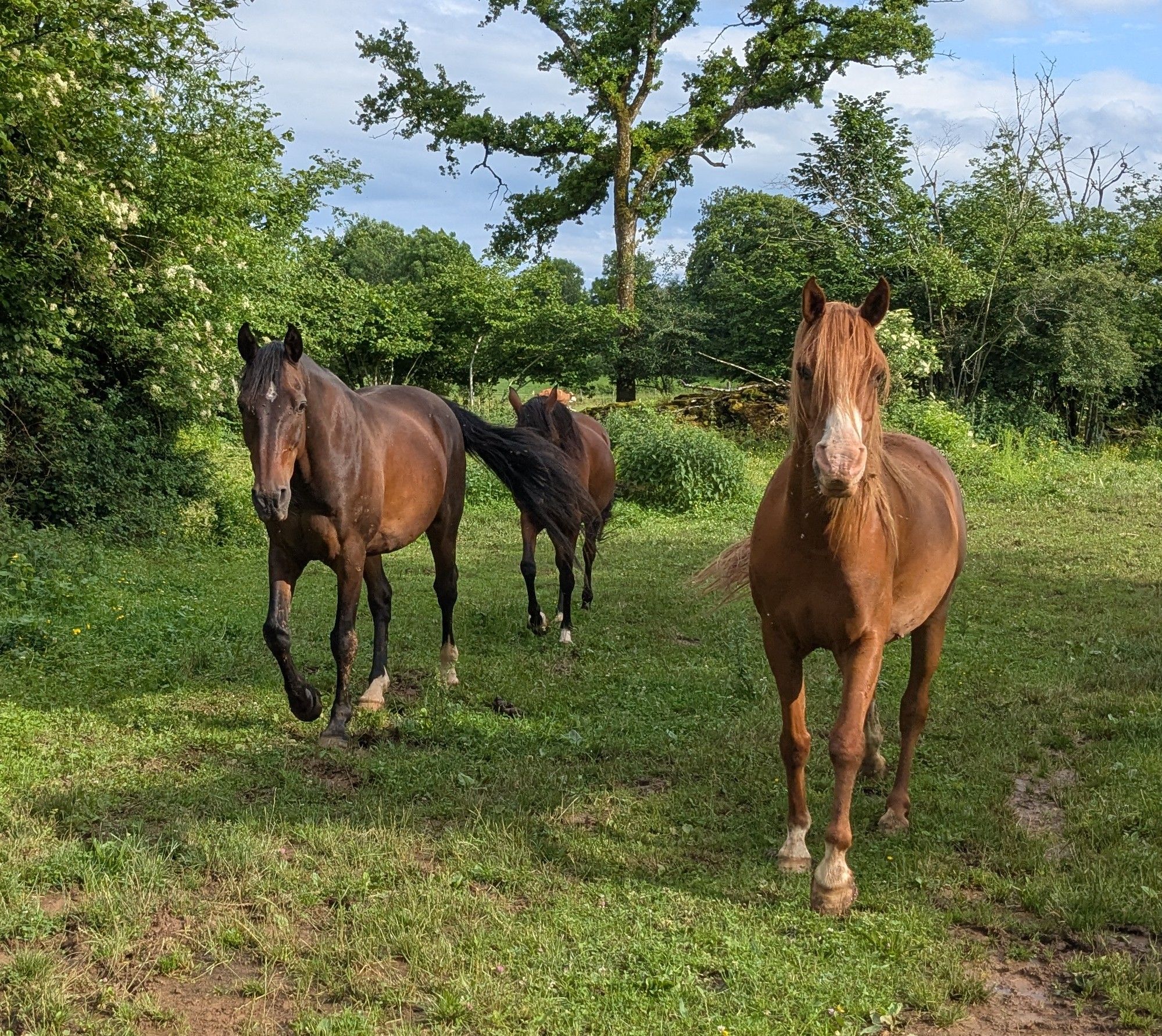 Veyko Dune et Gazelle recadree.jpg