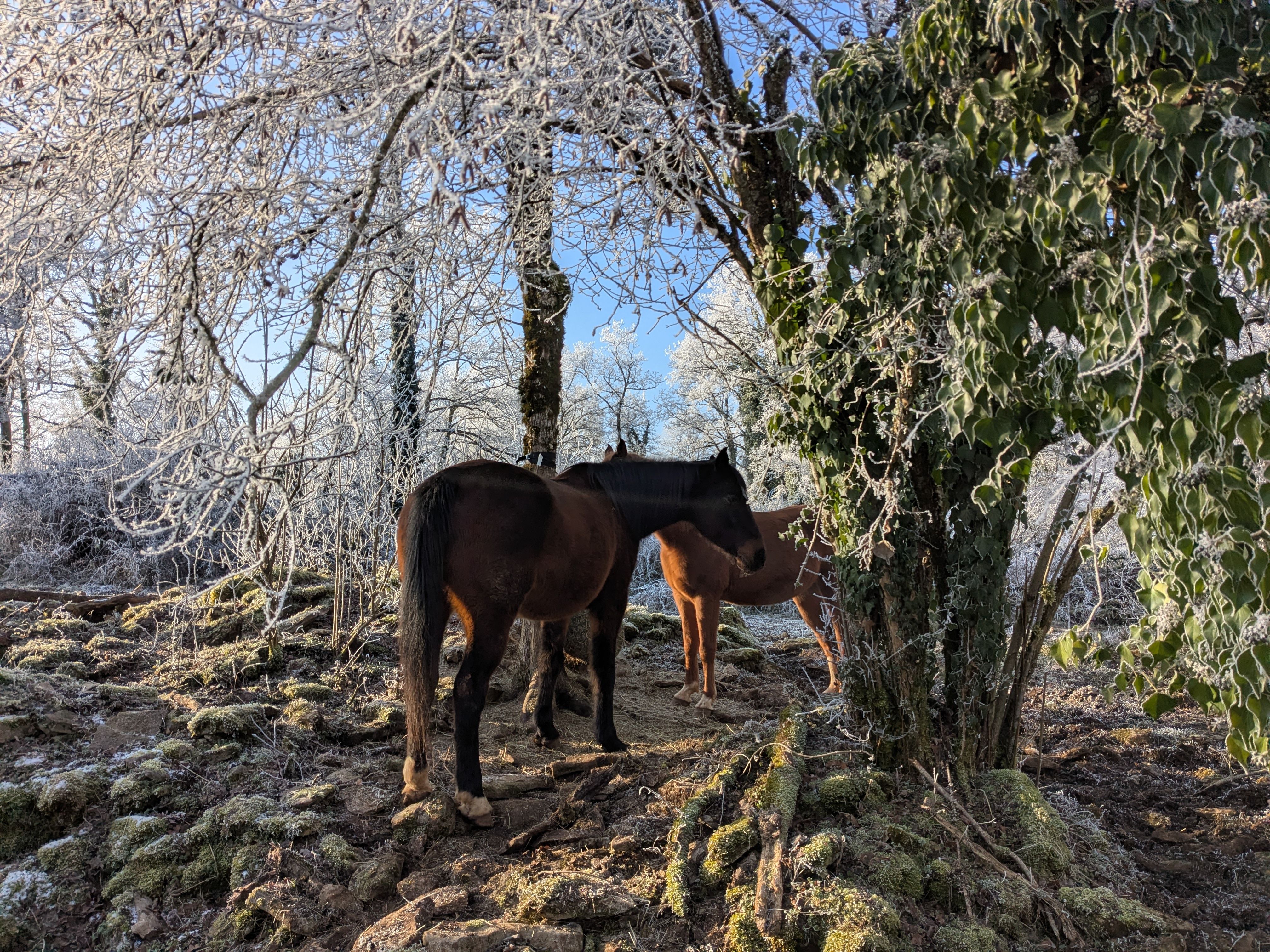 Veyko et Dune Givre.jpg